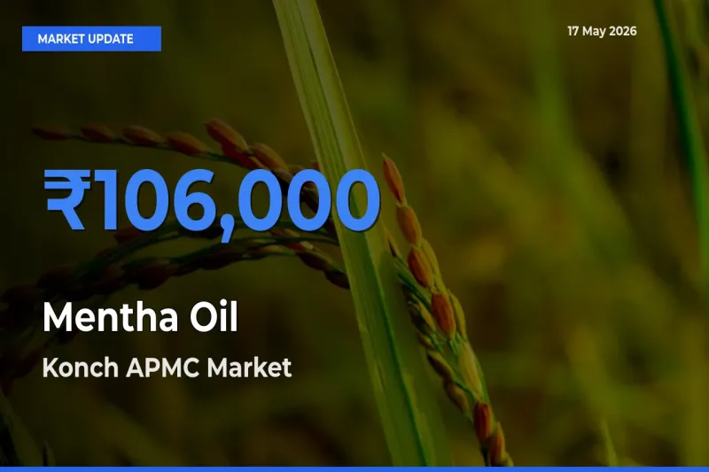 Konch APMC Emerges as Top Mandi for Mentha Oil Prices Today