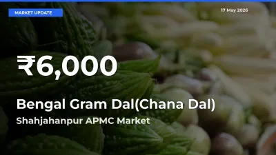 Bengal Gram Dal(Chana Dal) Prices Touch 30-Day Low in Shahjahanpur APMC – May 17 Update