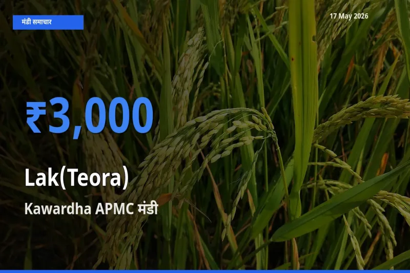 आज का मंडी भाव: लाक(टेओरा) के सबसे ज़्यादा दाम Kawardha APMC में