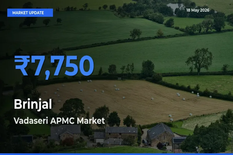 Market Watch: Vadaseri APMC Becomes Top Mandi for Brinjal