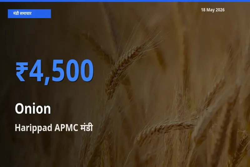 Harippad APMC में प्याज का आज सबसे ऊँचा भाव