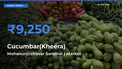 Market Watch: Mohanur(Uzhavar Sandhai ) Becomes Top Mandi for Cucumbar(Kheera)