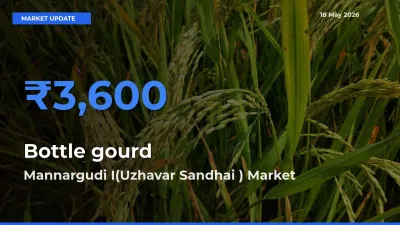 Farmers Prefer Mannargudi I(Uzhavar Sandhai ) as Bottle gourd Hits Highest Rate