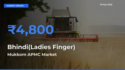 Mukkom APMC Leads as Top Mandi for Bhindi(Ladies Finger) Prices