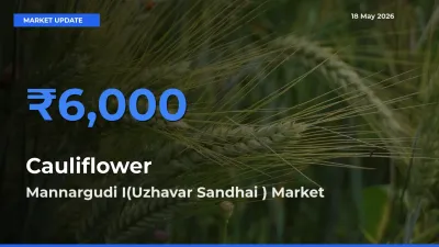 Mannargudi I(Uzhavar Sandhai ) Offers ₹6,000 – Highest Cauliflower Rate Today
