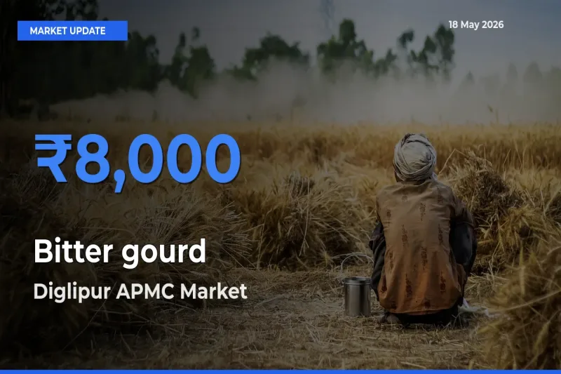 Diglipur APMC Emerges as Top Mandi for Bitter gourd Prices Today