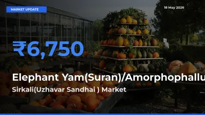 Elephant Yam(Suran)/Amorphophallus Mandi Rate Today: Sirkali(Uzhavar Sandhai ) Tops the List