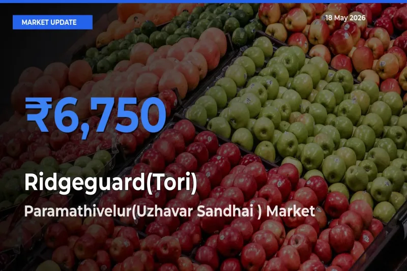 Paramathivelur(Uzhavar Sandhai ) Emerges as Top Mandi for Ridgeguard(Tori) Prices Today