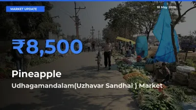 Udhagamandalam(Uzhavar Sandhai ) Leads as Top Mandi for Pineapple Prices