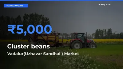 Top Performer! Vadalur(Uzhavar Sandhai ) Offers Best Cluster beans Price Today