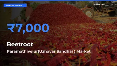 Top Performer! Paramathivelur(Uzhavar Sandhai ) Offers Best Beetroot Price Today