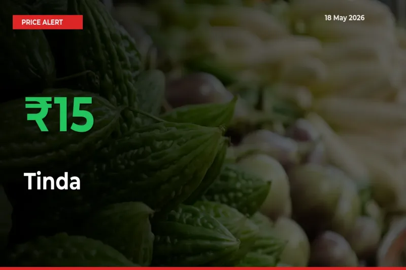 15.13% Spike in Tinda Prices – Mandi Sees Sudden Rally