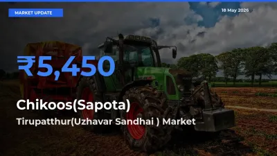 Tirupatthur(Uzhavar Sandhai ) Emerges as Top Mandi for Chikoos(Sapota) Prices Today