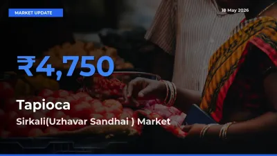 Top Performer! Sirkali(Uzhavar Sandhai ) Offers Best Tapioca Price Today