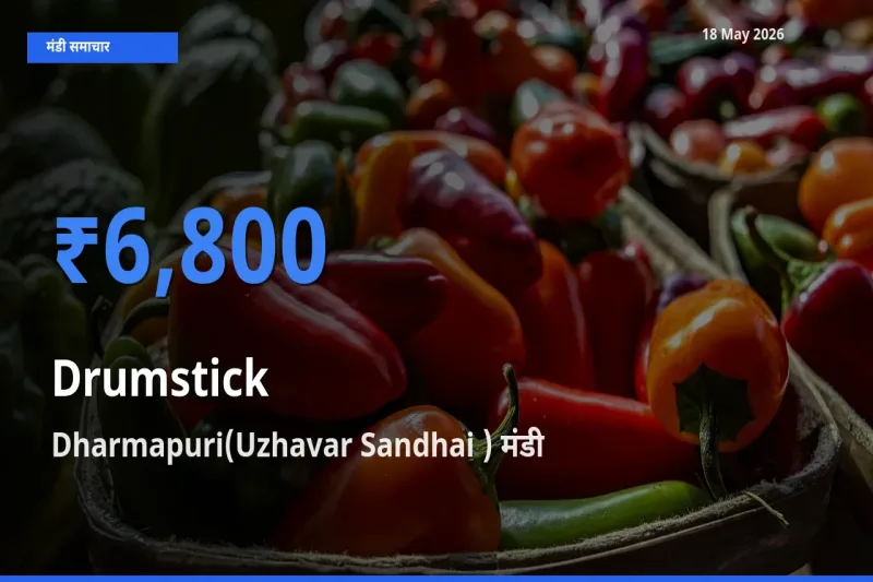 Dharmapuri(Uzhavar Sandhai ) मंडी में आज सहजन (मुनगा) के सबसे ऊँचे दाम दर्ज