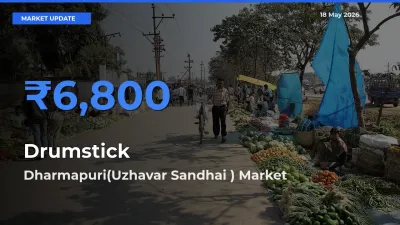 Dharmapuri(Uzhavar Sandhai ) Offers ₹6,800 – Highest Drumstick Rate Today