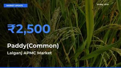Paddy(Common) Mandi Rate Today: Lalganj APMC Tops the List