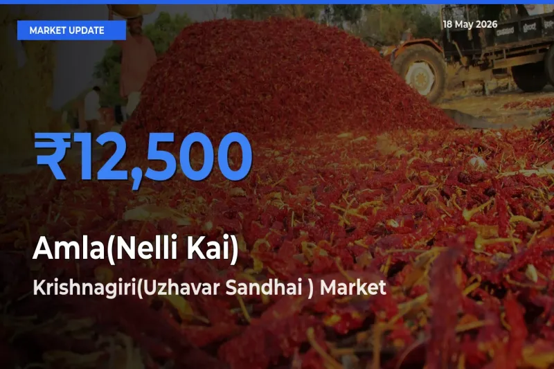 Krishnagiri(Uzhavar Sandhai ) Records Highest ₹12,500 Rate for Amla(Nelli Kai)