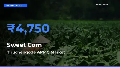 Tiruchengode APMC Tops Sweet Corn  Rates – May 18 Market Update