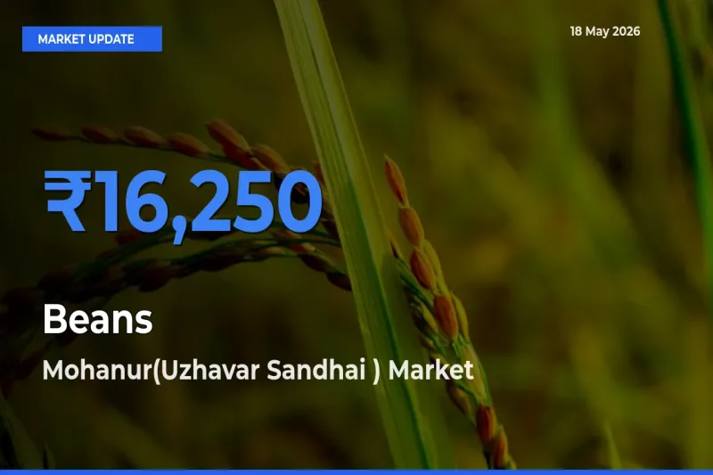 Farmers Prefer Mohanur(Uzhavar Sandhai ) as Beans Hits Highest Rate