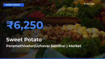 Market Watch: Paramathivelur(Uzhavar Sandhai ) Becomes Top Mandi for Sweet Potato