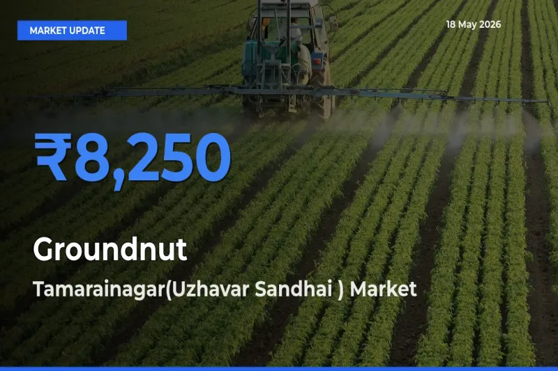 Tamarainagar(Uzhavar Sandhai ) Records Highest ₹8,250 Rate for Groundnut