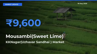 KKNagar(Uzhavar Sandhai ) Emerges as Top Mandi for Mousambi(Sweet Lime) Prices Today