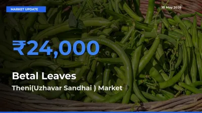 Farmers Prefer Theni(Uzhavar Sandhai ) as Betal Leaves Hits Highest Rate
