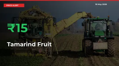 15.3% Spike in Tamarind Fruit Prices – Mandi Sees Sudden Rally