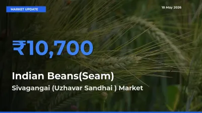 Sivagangai (Uzhavar Sandhai ) Offers ₹10,700 – Highest Indian Beans(Seam) Rate Today