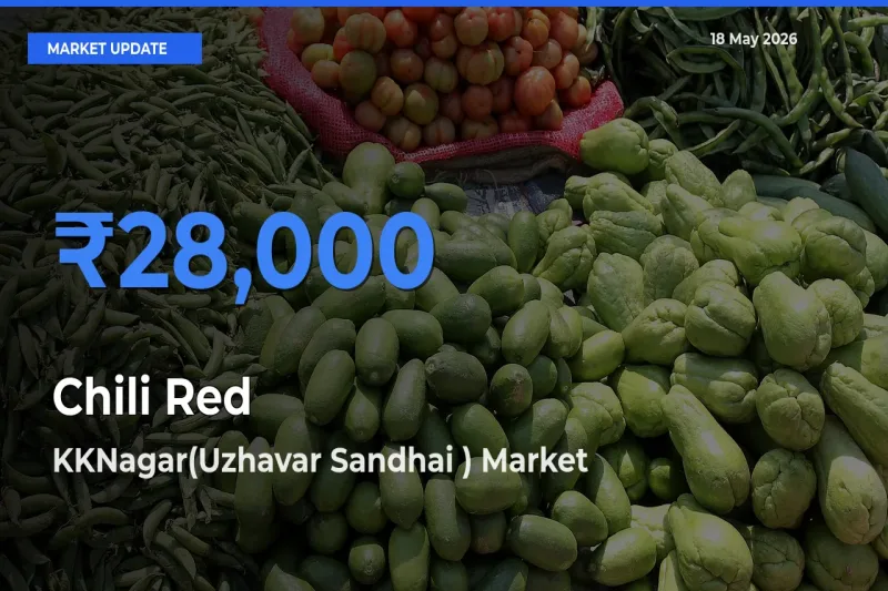 Market Watch: KKNagar(Uzhavar Sandhai ) Becomes Top Mandi for Chili Red
