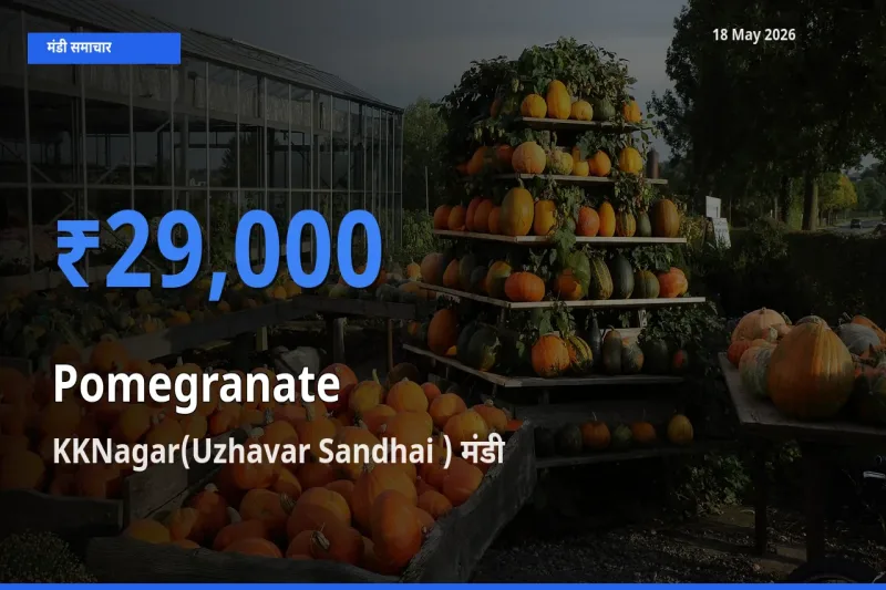 KKNagar(Uzhavar Sandhai ) मंडी में आज अनार के सबसे ऊँचे दाम दर्ज