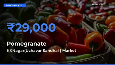 Top Performer! KKNagar(Uzhavar Sandhai ) Offers Best Pomegranate Price Today