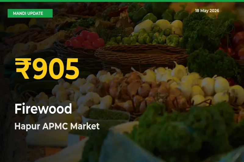 Fresh Record! Firewood Price Climbs to New High in Hapur APMC