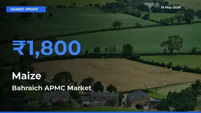 Top Performer! Bahraich APMC Offers Best Maize Price Today