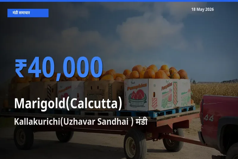 आज का मंडी भाव: गेंदा (कलकत्ता) के सबसे ज़्यादा दाम Kallakurichi(Uzhavar Sandhai ) में