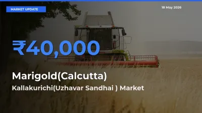 Kallakurichi(Uzhavar Sandhai ) Tops Marigold(Calcutta) Mandi Rates Today