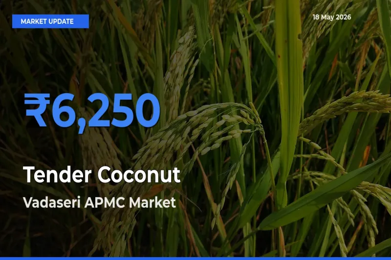 Vadaseri APMC Tops Tender Coconut Mandi Rates Today