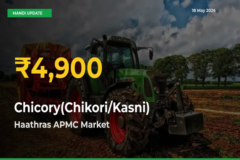 Chicory(Chikori/Kasni) Prices Soar to Record High in Haathras APMC – Farmers Alert Today
