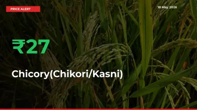 Why Chicory(Chikori/Kasni) Prices Rose 27.36% in a Day at Mandis