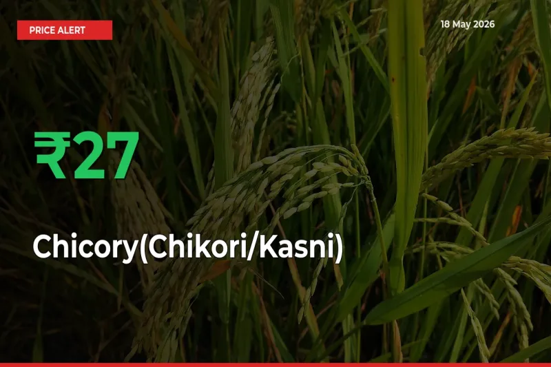 Why Chicory(Chikori/Kasni) Prices Rose 27.36% in a Day at Mandis