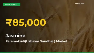 Jasmine Price Hits New High in Paramakudi(Uzhavar Sandhai ) Today – Check Latest Mandi Rates