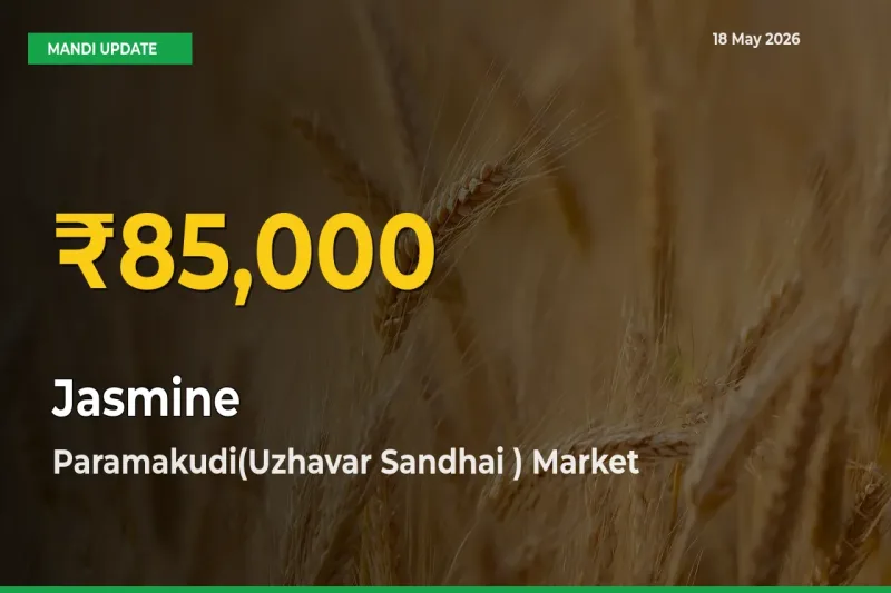 Jasmine Price Hits New High in Paramakudi(Uzhavar Sandhai ) Today – Check Latest Mandi Rates