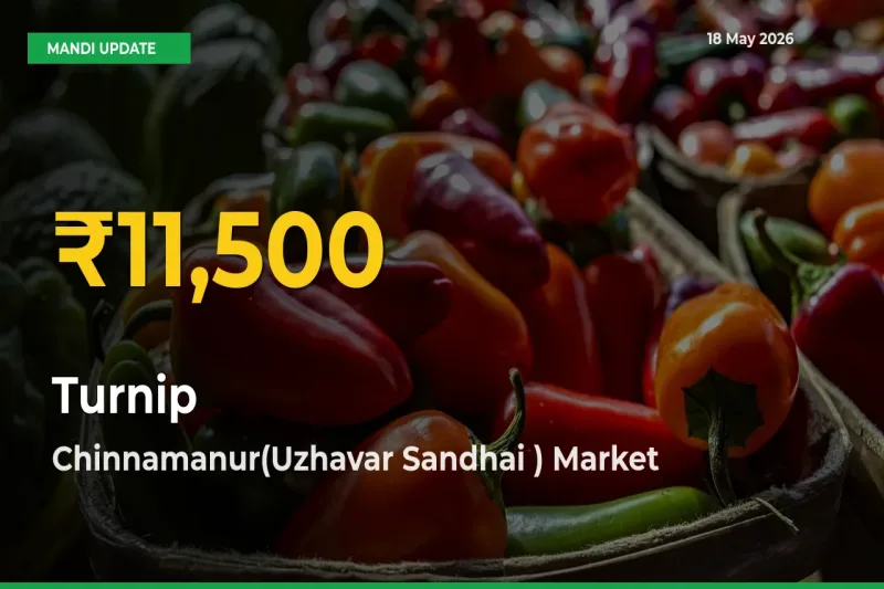 Why Turnip Prices Are Climbing in Chinnamanur(Uzhavar Sandhai ) – Today’s New High Explained