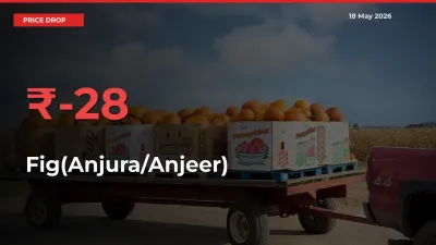 Sharp Fall! Fig(Anjura/Anjeer) Prices Plunge 28% in a Day at Key Mandis