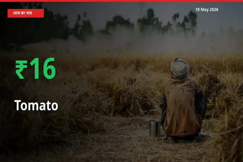 तेज़ तेजी! मंडी में टमाटर के दाम 16.06% चढ़े