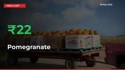 Pomegranate Prices Rise 22.03% in a Day at Major Mandis