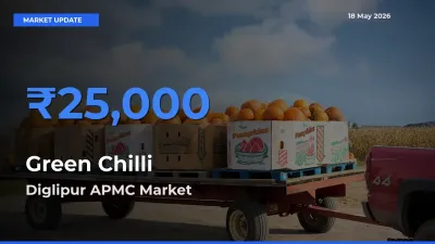 Diglipur APMC Emerges as Top Mandi for Green Chilli Prices Today
