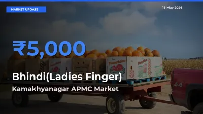 Kamakhyanagar APMC Leads as Top Mandi for Bhindi(Ladies Finger) Prices