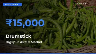 Diglipur APMC Tops Drumstick Rates – May 18 Market Update